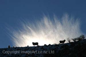 Acceptance Frost And Fluff