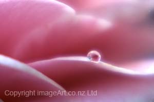 Acceptance In The Pink