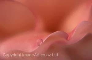 Acceptance On A Wing To Freedom