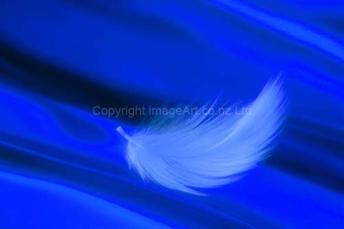 034_Fallen Feather