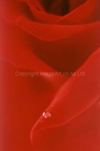 039_Red Rose