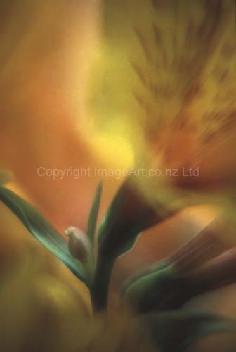 040_Bloomin Mystique