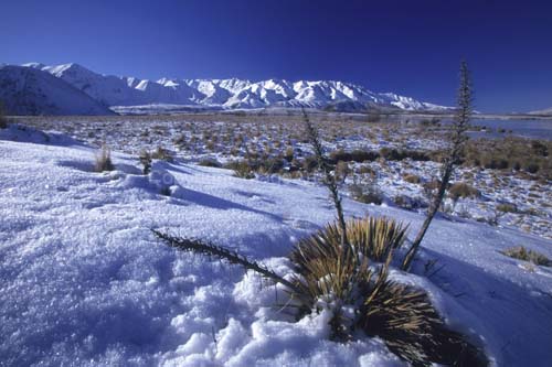 026_Lake Heron Spaniard